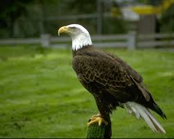 Eagle